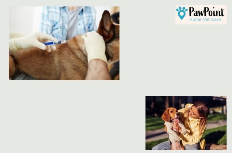 Compassionate Home Euthanasia for Pets