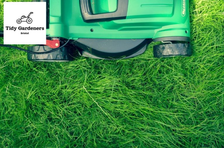 Transform Your Outdoor Space with Expert Garden Care Transform Your Outdoor Space with Expert Garden Care