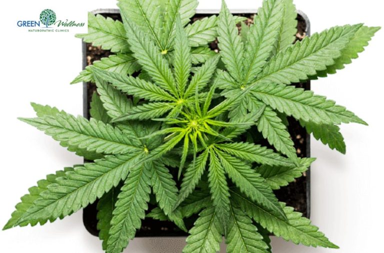 Understanding cannabis-based treatment: meet a qualified physician