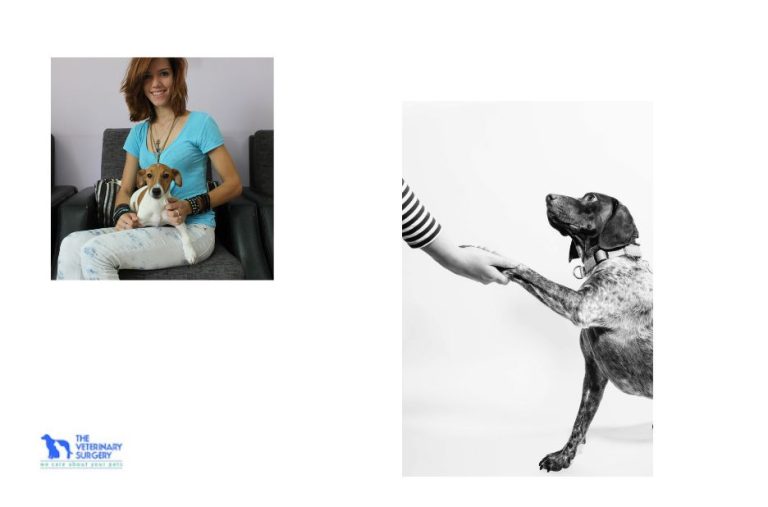 Choosing quality care for your pets in Qatar