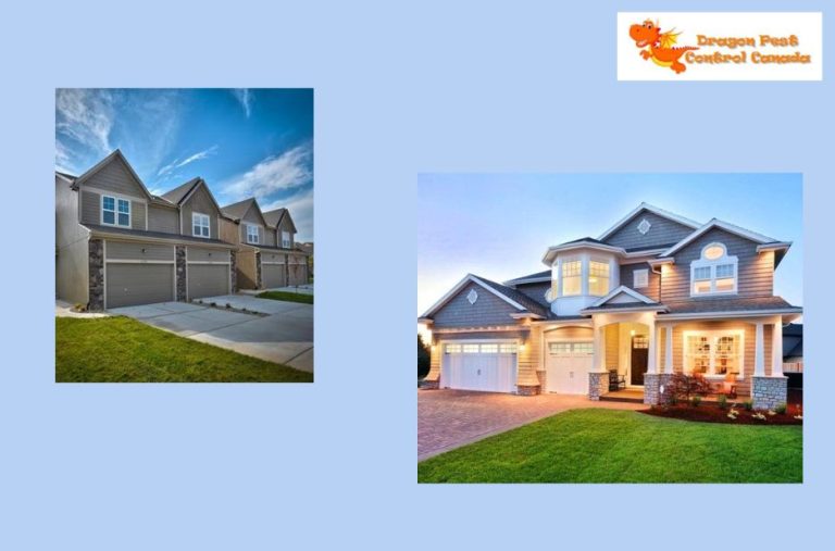 Pest Control Experts in Alberta: Safe, Effective Solutions for Your Home