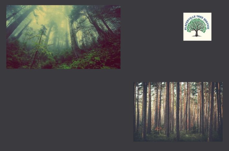 Professional tree care in Placerville CA you can trust Professional tree care in Placerville CA you can trust