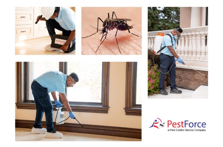 Effective bed bug services for Calgary homes Effective bed bug services for Calgary homes