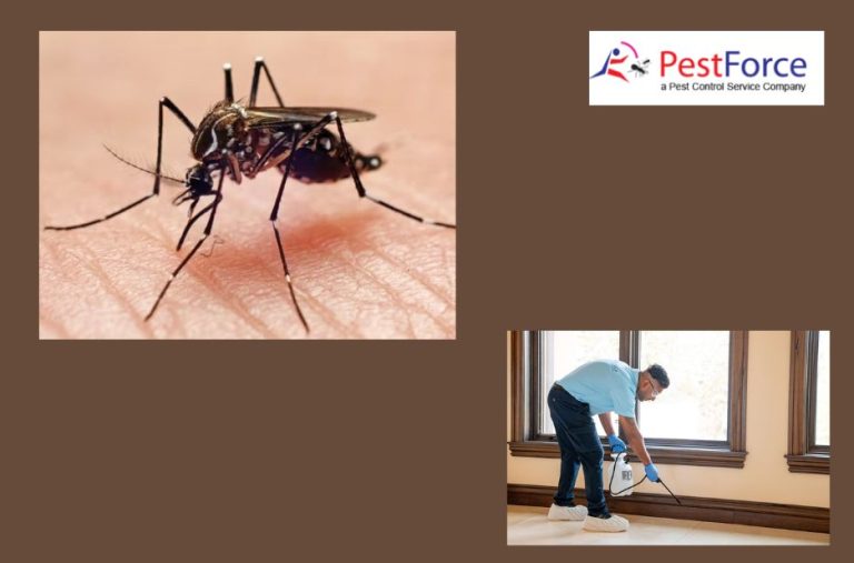 Top Pest Control Services in Calgary to Protect Your Home