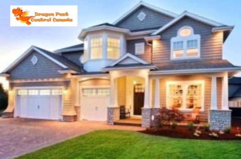 Effective Ant Control in Edmonton: Practical Solutions