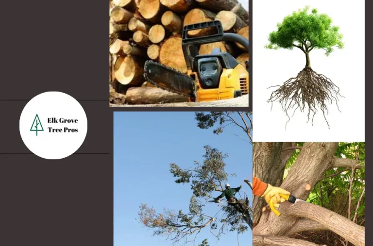 Expert Tree Trimming Elk Grove Services for Healthy and Beautiful Trees