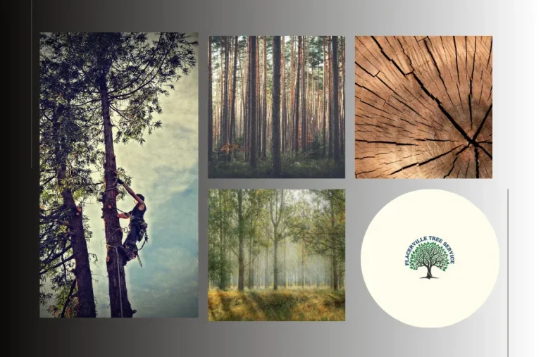 Top Placerville Tree Services for Expert Tree Removal, Trimming, and Stump Grinding