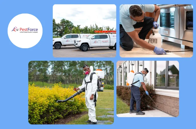 Effective Calgary Cockroach Control Services for Homes and Businesses