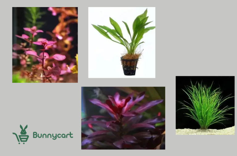 Order Aquatic Plants Online for a Thriving Water Garden with Easy Delivery