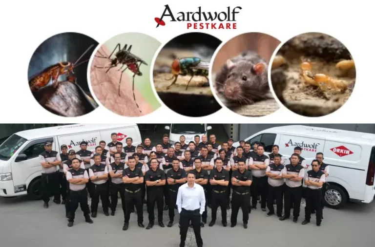 Effective Termite Control Singapore: Expert Tips for Safe and Pest-Free Properties