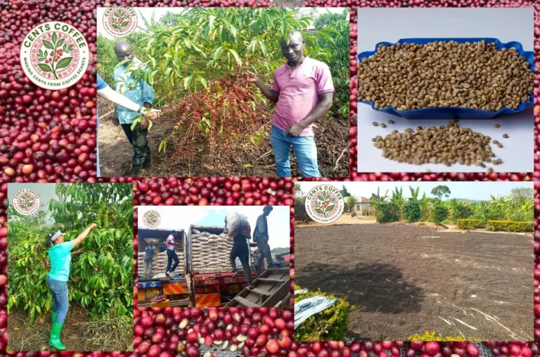 Premium Green Coffee Beans Screen 18 Grade for Professional Roasters | High-Quality Large Beans