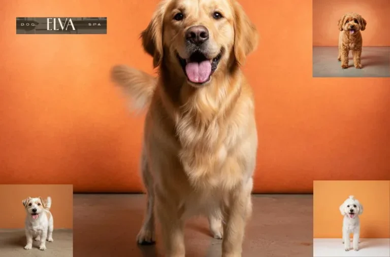 Hundesalon Termin Wien buchen – Professionelle Hundepflege bei Elva-dog.at