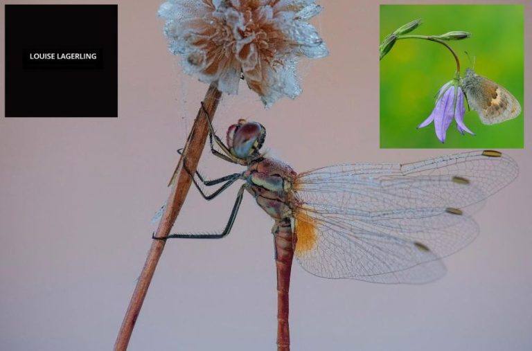 Stockholms Psykoterapimottagning – Professionell Terapi för Barn och Vuxna