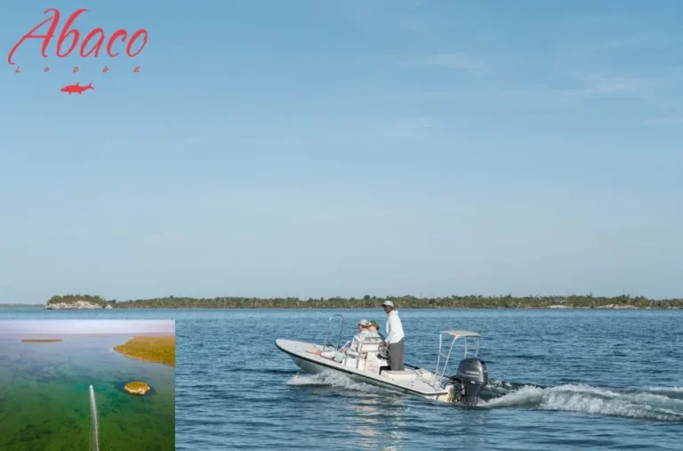 Best Bonefish Lodges in Bahamas for Ultimate Fishing and Luxury Stays