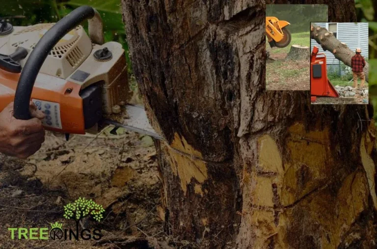 Professional Tree Removal Service West Meadows – Expert and Reliable Solutions