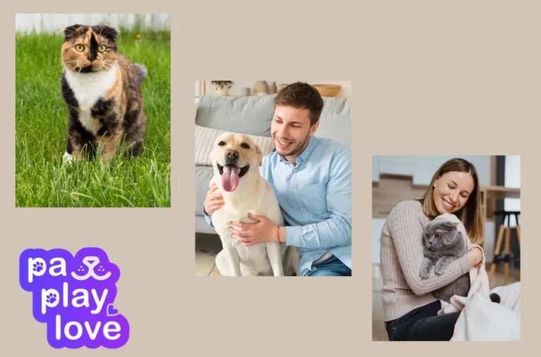 How to Find a Friend for My Dog and Connect with Local Dog Owners Easily