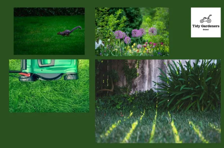 Professional Garden Clearance Services for a Clean and Healthy Garden