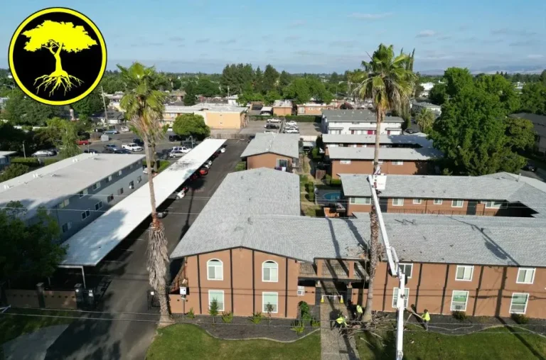 Reliable Emergency Tree Removal Services for Fast and Safe Solutions