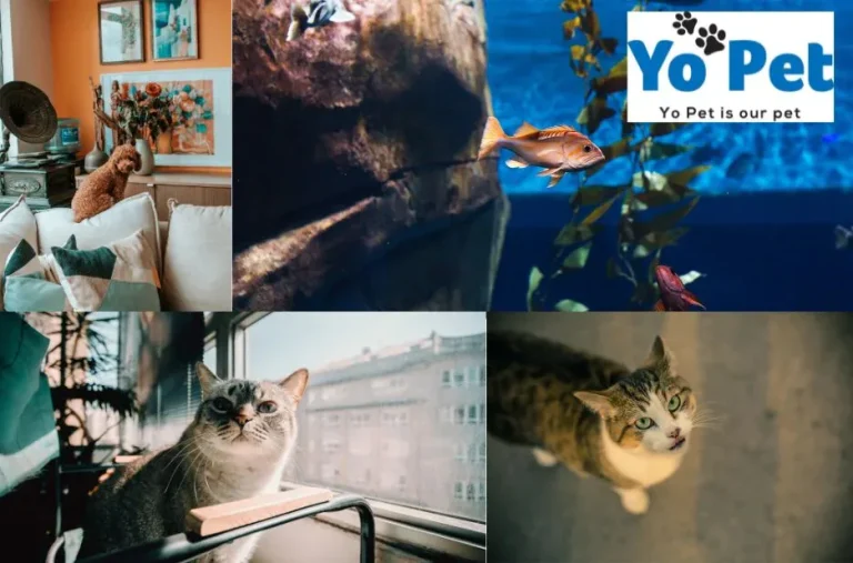 Buy Cat Chew Toys for Sale in UK – Top Quality & Fun at Yopet.co.uk Buy Cat Chew Toys for Sale in UK – Top Quality & Fun at Yopet.co.uk
