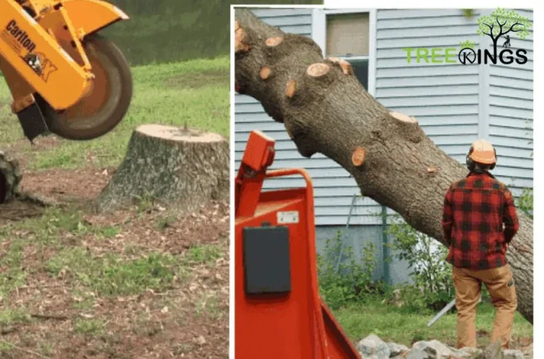 Professional Tree Removal Service in Roxbough Park for Safe and Efficient Solutions