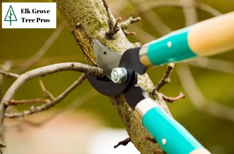Expert Elk Grove Tree Service for Safe, Healthy, and Beautiful Trees