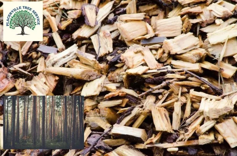 Expert Tree Removal Placerville Services for Safe and Efficient Property Care