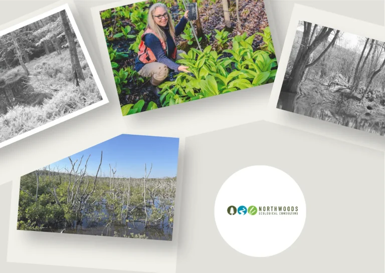 Expert Wetland Consultant Northeast USA | Comprehensive Ecological Services in the Northeast