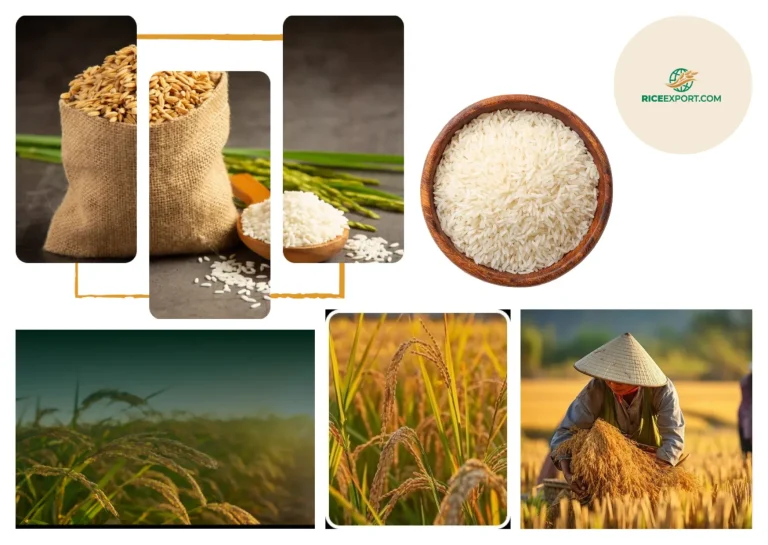 Top Rice Distributors Nigeria Wholesale for Reliable Bulk Supply and Competitive Pricing