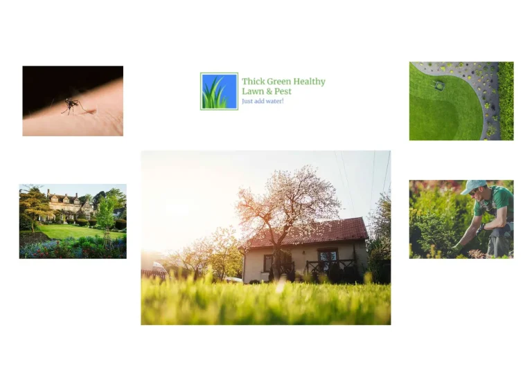 Expert Tips for Keeping San Antonio Lawns Green and Healthy All Year Round