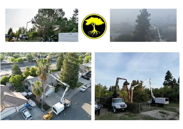 Professional Tree Removal Services for Safe and Efficient Solutions Professional Tree Removal Services for Safe and Efficient Solutions