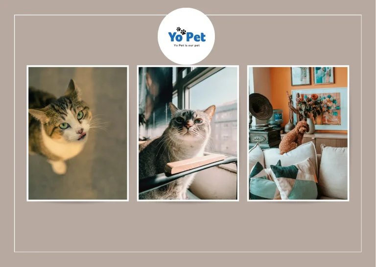 Buy Pet Gear Ramps for Sale in UK – Affordable Durable Options at Yopet.co.uk