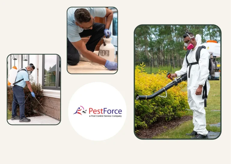 Effective Calgary Termite Treatment Services for Long-Lasting Pest Protection