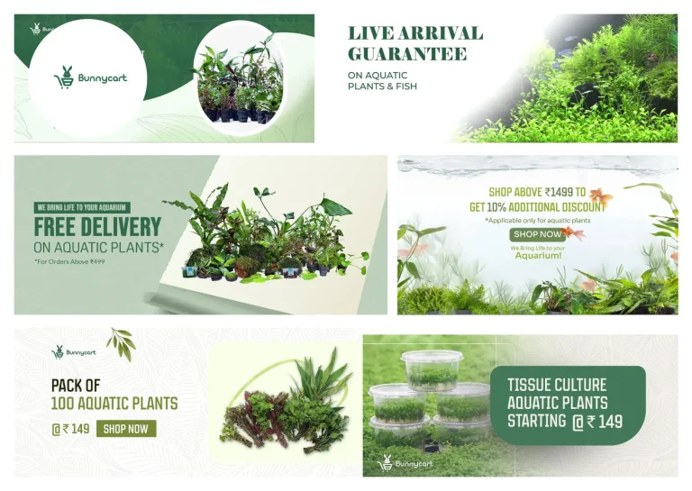 Top Tips for Choosing and Caring for Beautiful Aquarium Plants to Enhance Your Fish Tank