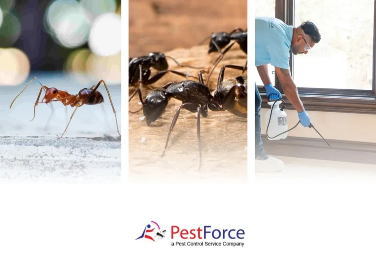 Effective Spider Spray Treatment for Lasting Pest Control and Prevention Effective Spider Spray Treatment for Lasting Pest Control and Prevention