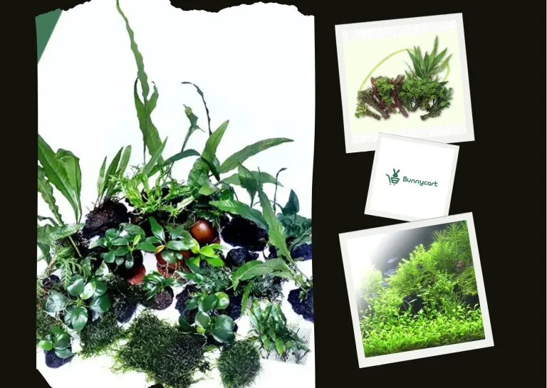 Buy Aquarium Plants Online for a Lush Underwater Paradise at Top Prices