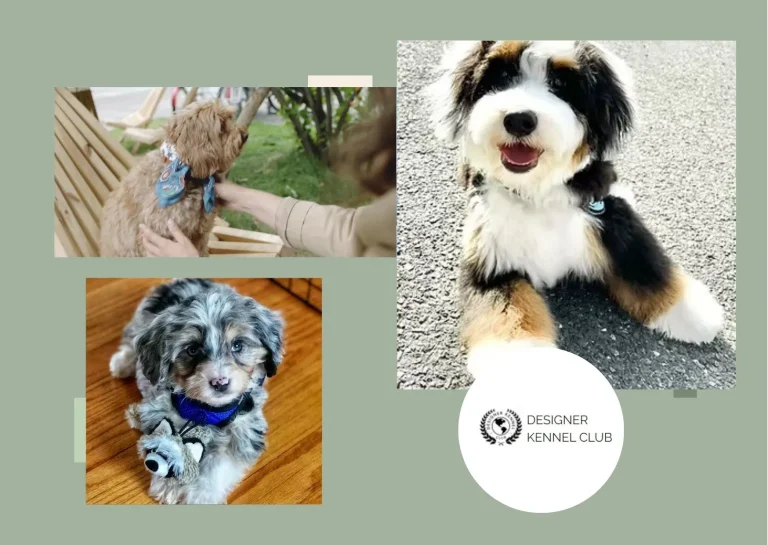 How to Get Papers for Your Puppy Quickly and Easily: Official Registration Guide
