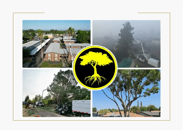 Top Professional Tree Service for Expert Care and Precision