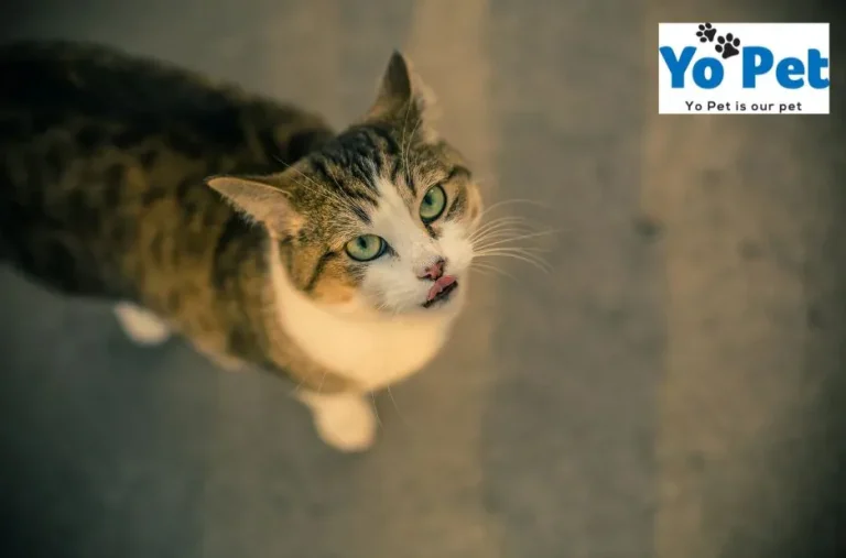 Yo Pet Guest Post Opportunities for Pet Enthusiasts and Bloggers