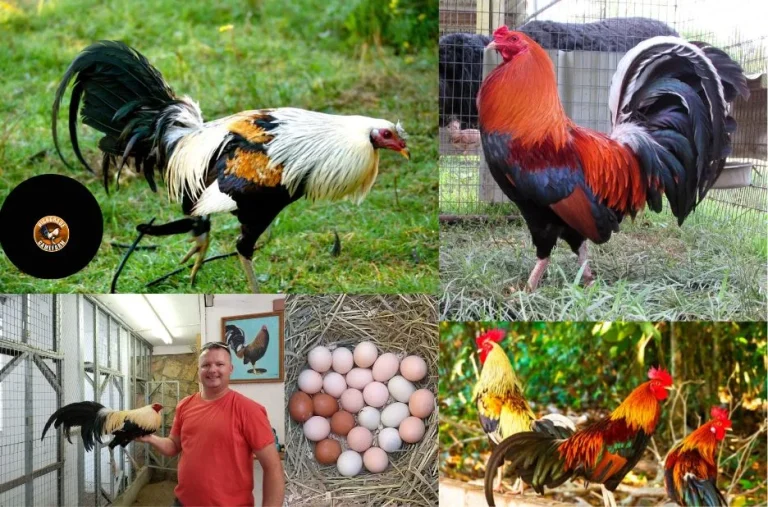 Buy Quality Gamefowl for Sell from Trusted Breeders with Strong Genetics and Healthy Growth