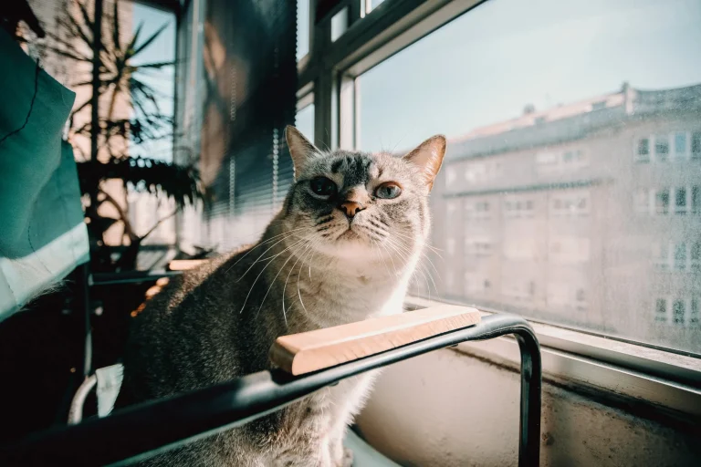 Ultimate Guide to Yo Pet: Tips, Benefits, and Care Advice for Pet Owners