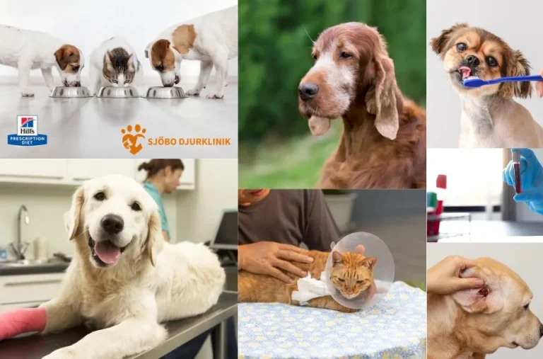 Professionell Hund Tandvård i Skurup för Optimal Hälsa och Välmående Professionell Hund Tandvård i Skurup för Optimal Hälsa och Välmående