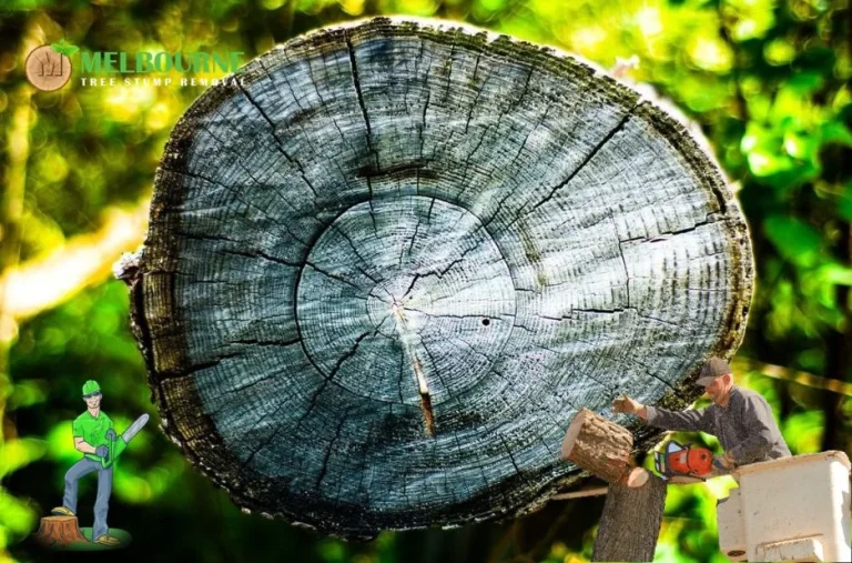 Expert Stump Grinding Melbourne Services for Safe and Efficient Tree Removal