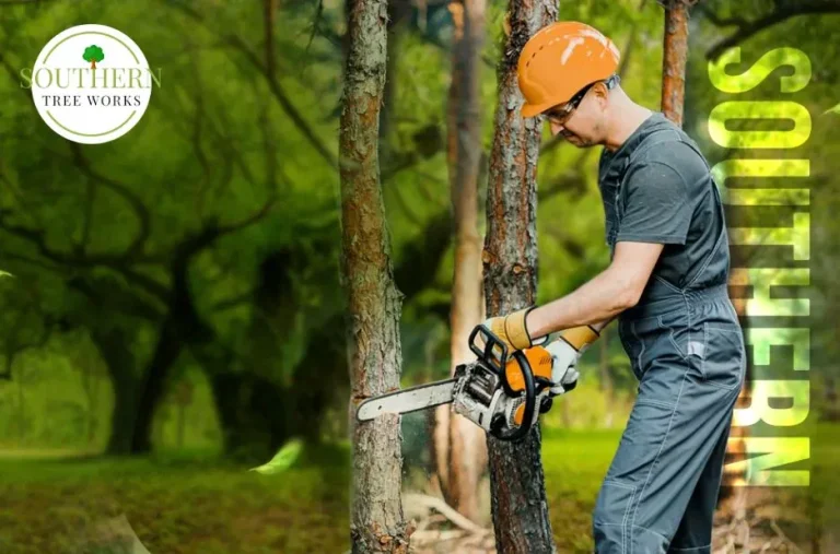 Expert Tree Care Contractor in USA for Professional Tree Management and Services