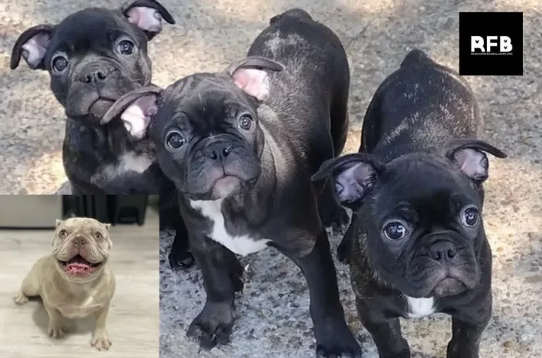 French Bulldog Rescue: How to Support and Adopt Needy French Bulldogs