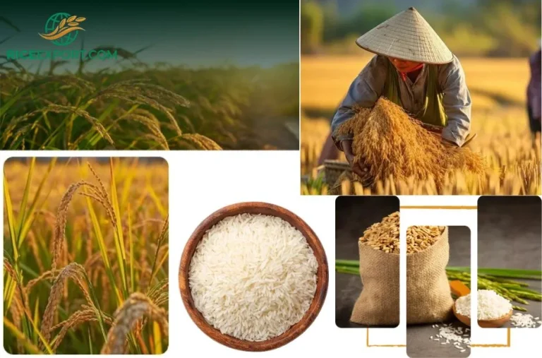 Affordable Rice CIF Lagos Port Price for Premium Quality Imports