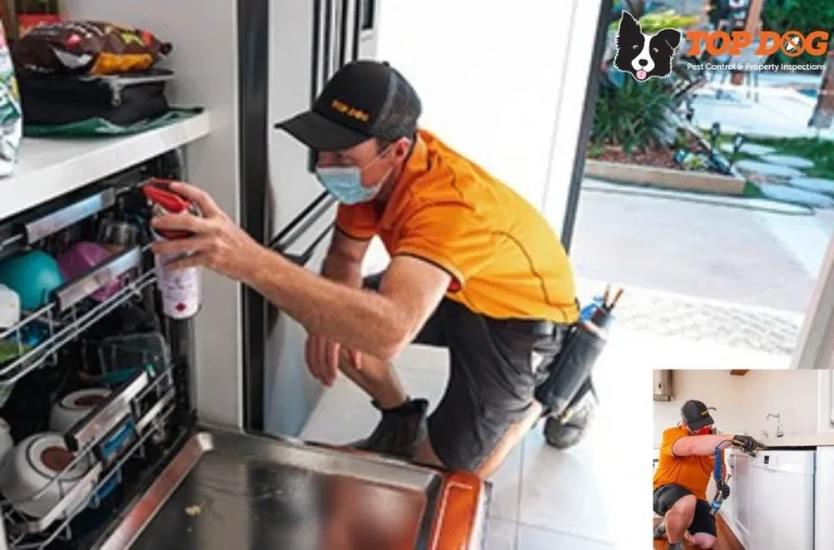 Effective Pest Control Pacific Pines Services for Homes and Businesses