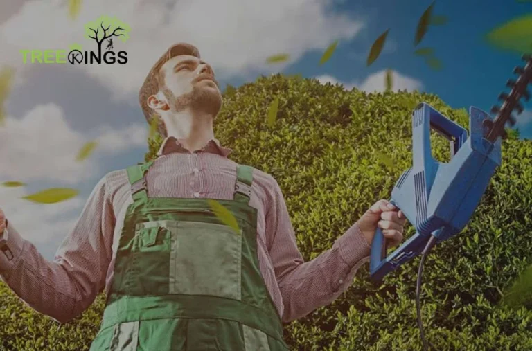 Expert Tree Removal Service Glenroy for Safe and Efficient Tree Care