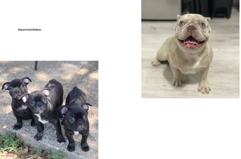 How to Rescue a French Bulldog and Provide a Loving Forever Home