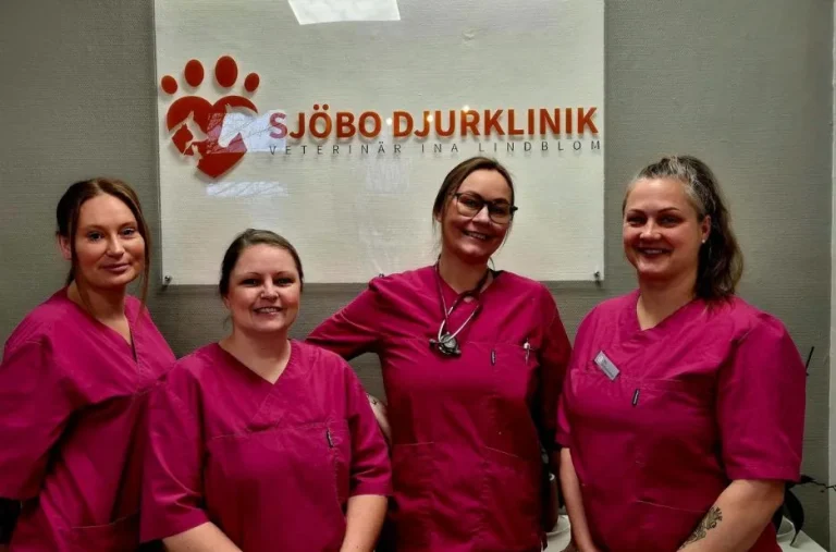 Professionell och omtänksam avlivning av katt i Ystad – Sjobodjurklinik.se