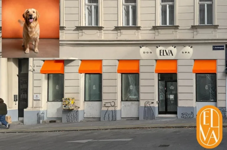 Professionelles Hund Grooming in Wien – Rundum Pflege für Ihren Vierbeiner Professionelles Hund Grooming in Wien – Rundum Pflege für Ihren Vierbeiner
